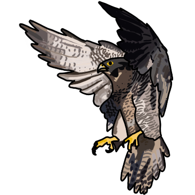  an airborne peregrine falcon, viewed from the side, facing the left, wings up.